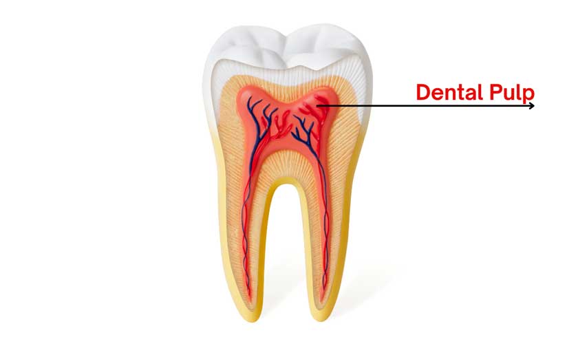 Tủy răng có tác dụng gì? Làm gì để bảo vệ tủy răng?